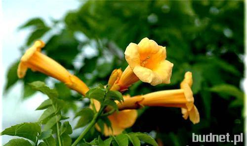 Milin amerykański (Campsis radicans).